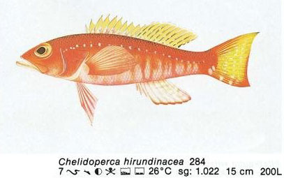 Chelidoperca hirundinacea
